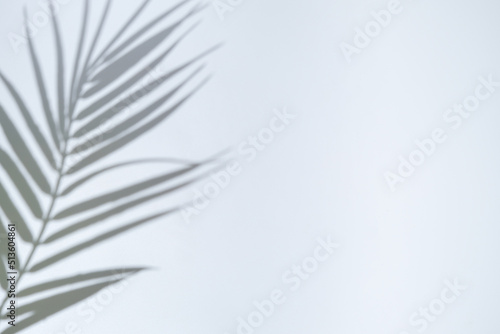 Transparent light and shadows from branches, plant, foliage and leaves. Sun and shadows. Gray shadow of the leaves. Space for text. Product presentation, blank background for advertising.