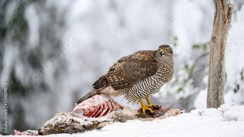 Northern goshawk (Accipiter gentilis) on prey in forest, with snow, white and green background
