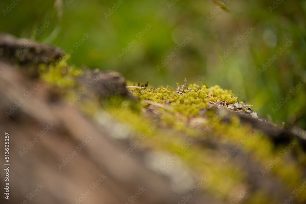 moss on a trunk