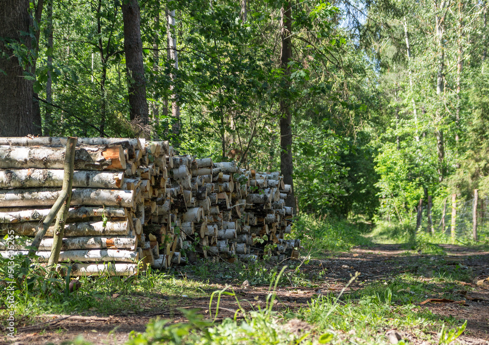 stos drewna przy leśnej drodze