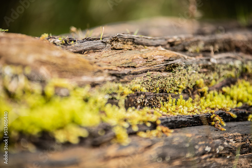 moss on a trunk tree