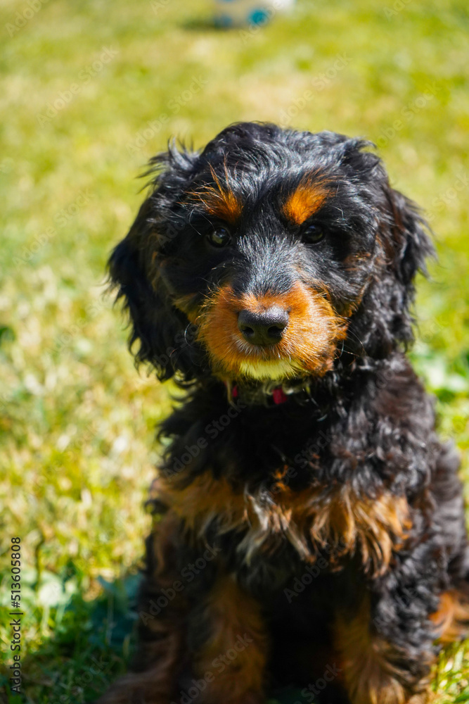 cockapoo puppy cockapoo puppy