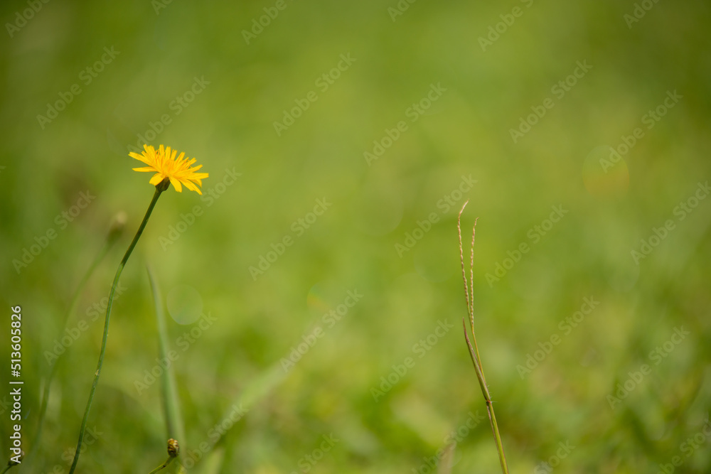 yellow dandelions in the field yellow dandelions in the field