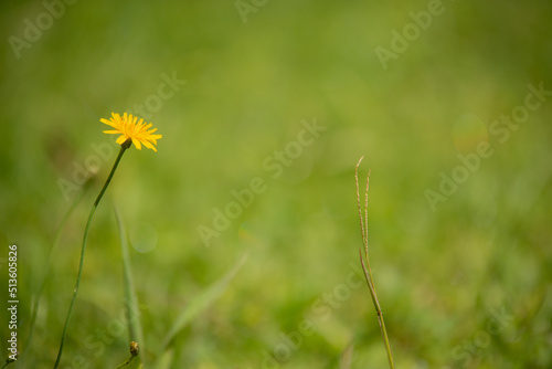 yellow dandelions in the field