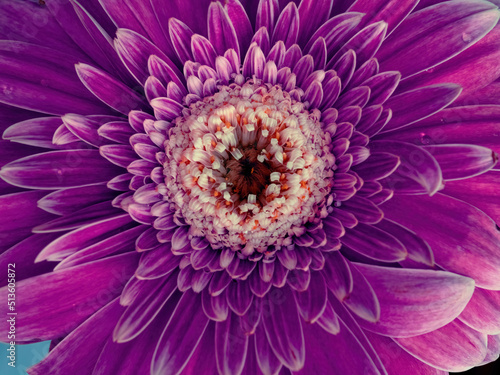 Pink gerbera close-up for natural background. Macro flower petals