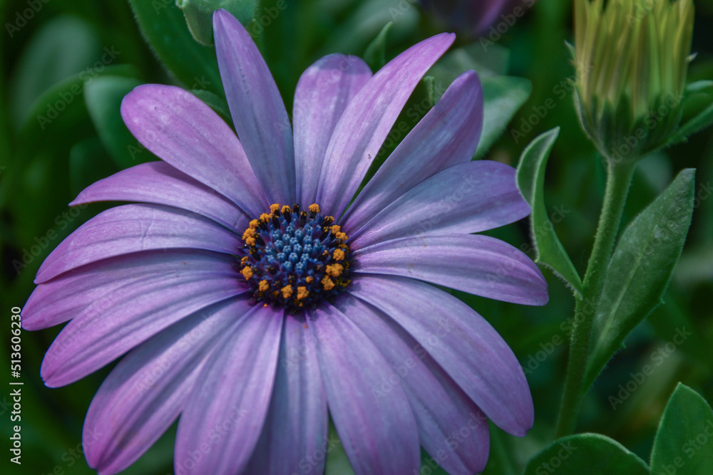 Obraz premium Flor morada