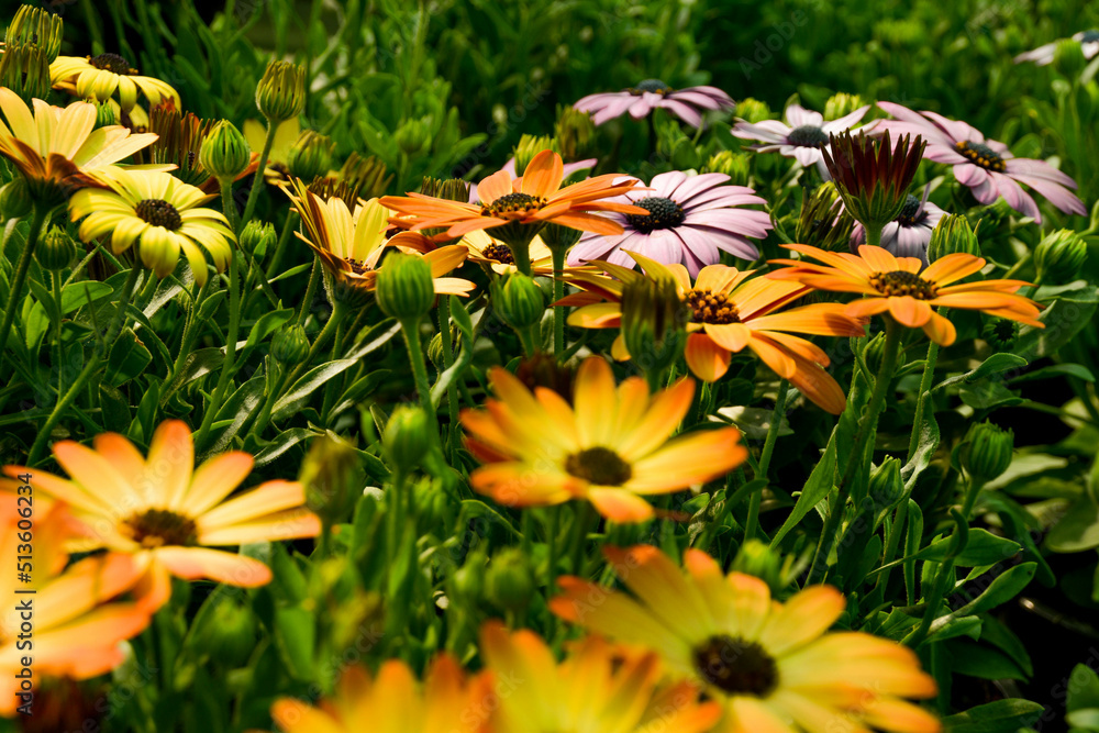 Flores Flores