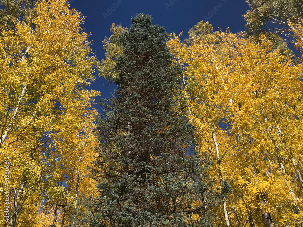 Fototapeta premium autumn trees in the forest