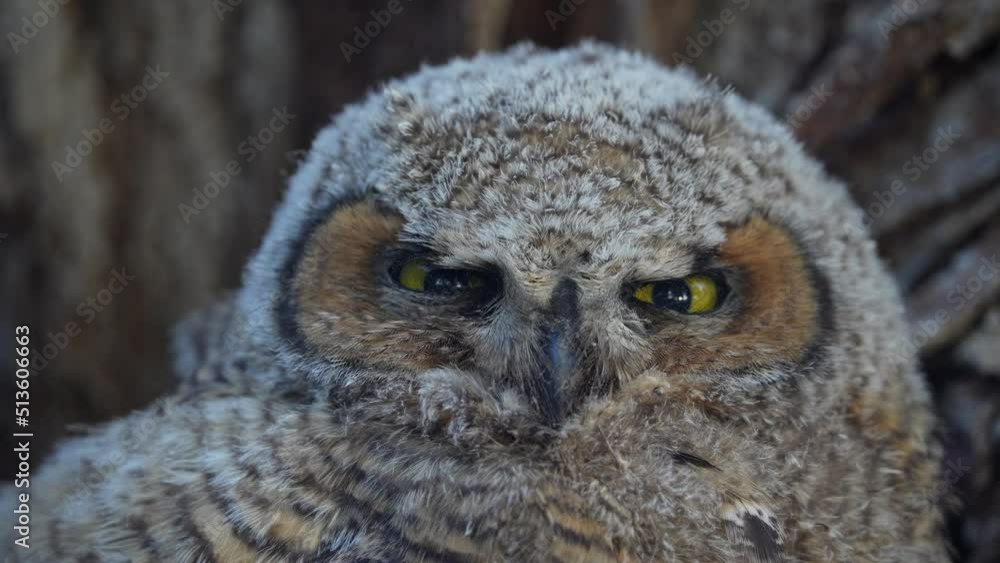 Up close view of Great Horned Owl baby as it turns head watching something past by. Up close view of Great Horned Owl baby as it turns head watching something past by.