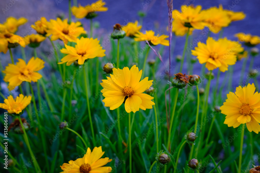Vibrant yellow flowers unknown type with blurred background 