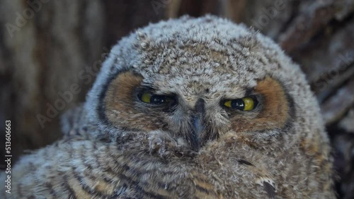 Up close view of Great Horned Owl baby as it turns head watching something past by.