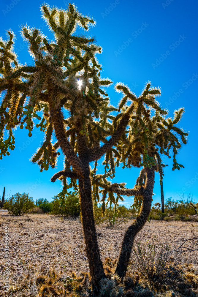 Desert landscape with cacti, in the foreground fruits with cactus seeds, Cylindropuntia sp. in a Organ Pipe Cactus National Monument, Arizona