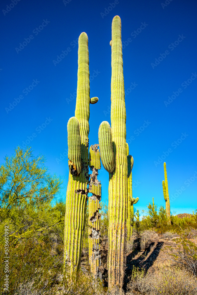 Arizona desert landscape, giant cacti Saguaro cactus (Carnegiea gigantea) against the blue sky, USA