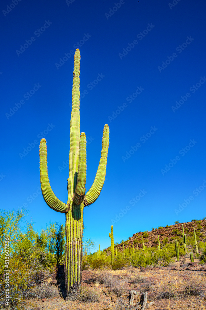 Arizona desert landscape, giant cacti Saguaro cactus (Carnegiea gigantea) against the blue sky, USA