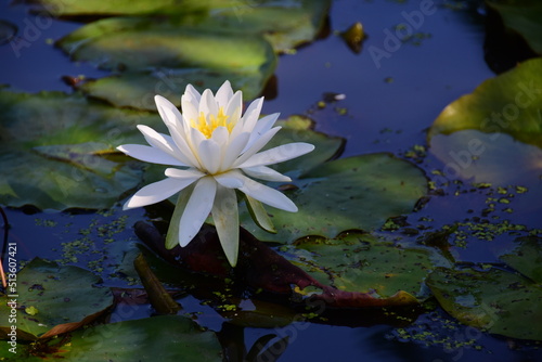 Fototapeta A white water lilie opens its petals in a pond  at Kenilworth Aquatic Gardens in Washington, DC