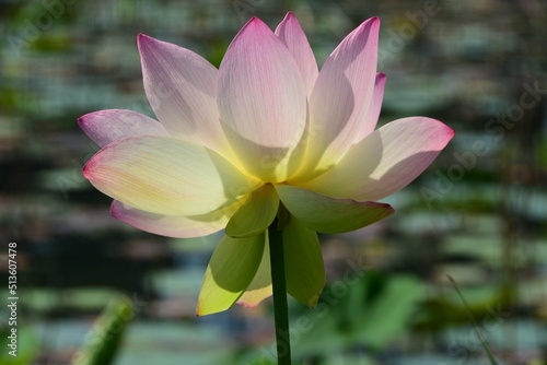 A lotus blossom is fully open at Kenilworth Aquatic Gardens. Lotus  other water plants  birds  and other wildlife are plentiful here.
