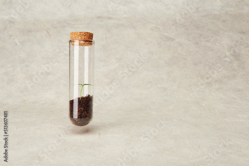 Seedling sprout with green leaves sprouting in the test tube as clean ecosystem, hovering above the surface, on the plain recycled white paper background. Eco friendly organic bio green life concept photo