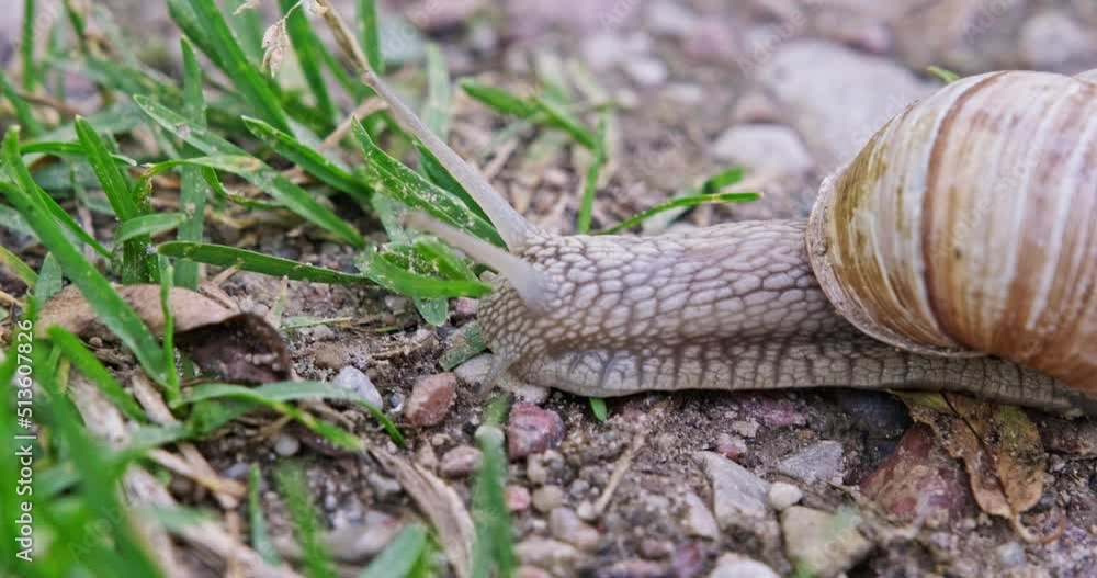 large grape snail crawls slowly along a gravel road