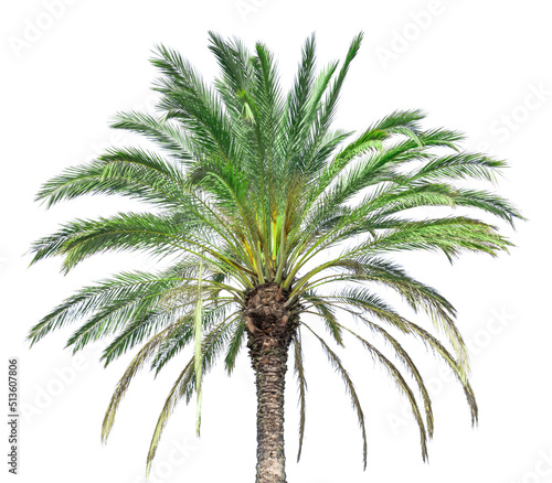 Isolated top of a palm tree on a sunny day on white background