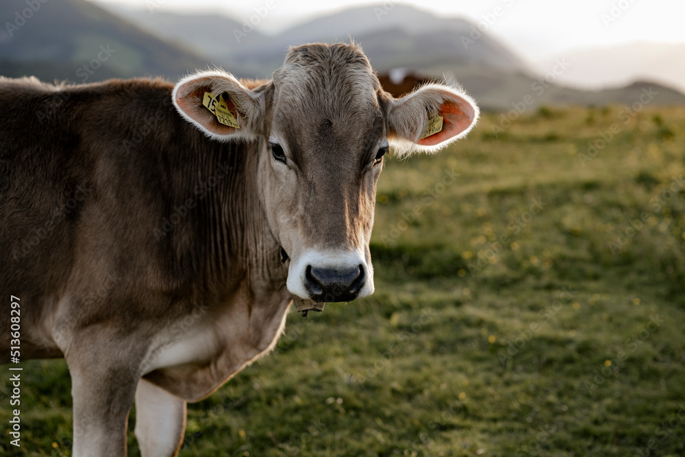 Kühe auf der Alm, Steiermark, Österreich Kühe auf der Alm, Steiermark, Österreich