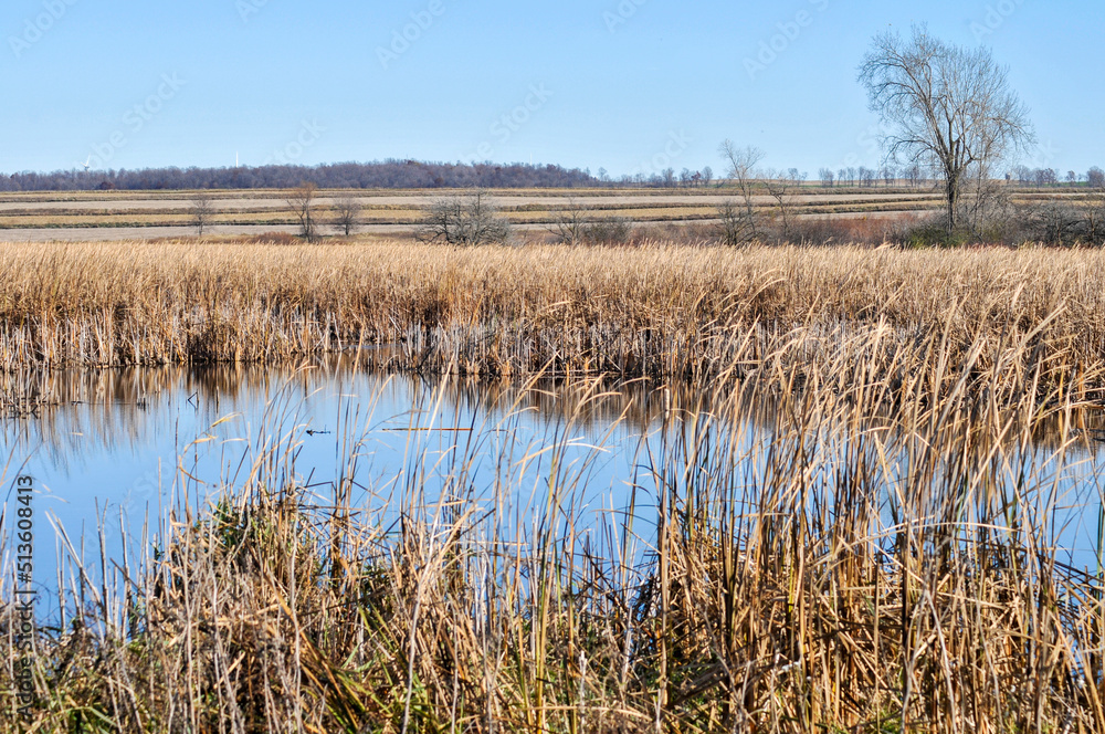 A Cattail Marsh, Horicon Marsh State Wildlife Area, WI A Cattail Marsh, Horicon Marsh State Wildlife Area, WI