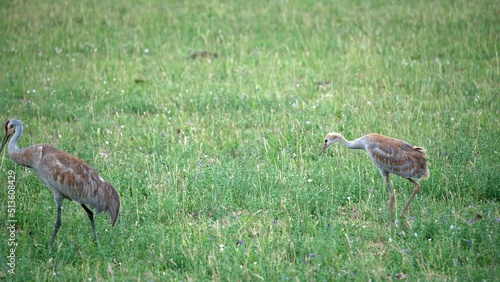 Sandhill Crane chick grazing with adult through green field as it learns how to hunt. photo