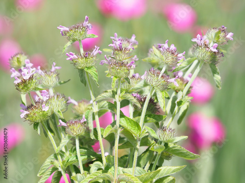 Wild basil blooming plant on a colorful meadow in summer photo