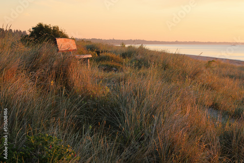 Fototapeta Naklejka Na Ścianę i Meble -  Empty wooden bench on a sand dune with dune grass on a sunny morning at Marielyst, Denmark