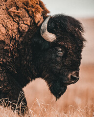 Fototapete Büffel Amerikanischer Bison im Nahaufnahme-Profil  © Marcus