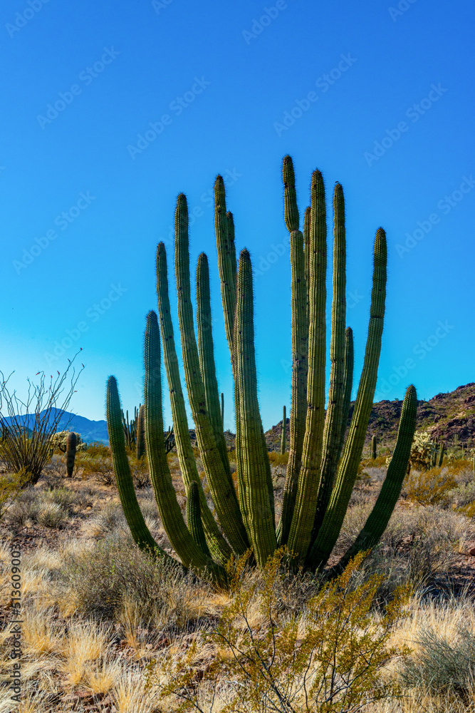 Arizona, Group of large cacti against a blue sky (Stenocereus thurberi) and Carnegiea gigantea. Organ pipe national park