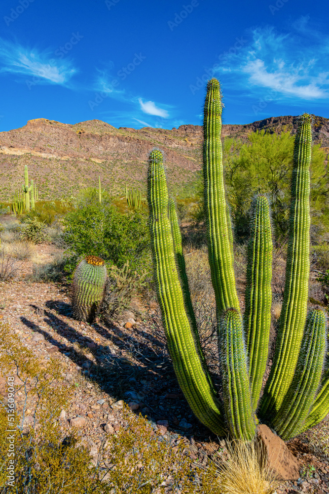 Arizona, Group of large cacti against a blue sky (Stenocereus thurberi) and Carnegiea gigantea. Organ pipe national park Arizona, Group of large cacti against a blue sky (Stenocereus thurberi) and Carnegiea gigantea. Organ pipe national park