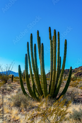 Arizona, Group of large cacti against a blue sky (Stenocereus thurberi) and Carnegiea gigantea. Organ pipe national park