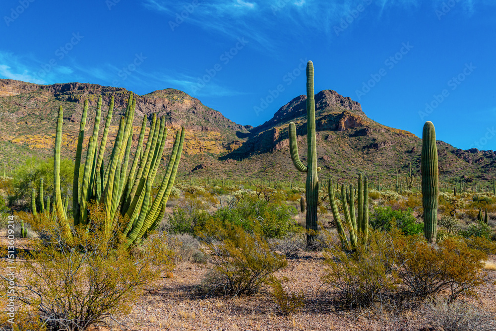 Organ pipe national park, Group of large cacti against a blue sky (Stenocereus thurberi) and Carnegiea gigantea, Arizona Organ pipe national park, Group of large cacti against a blue sky (Stenocereus thurberi) and Carnegiea gigantea, Arizona