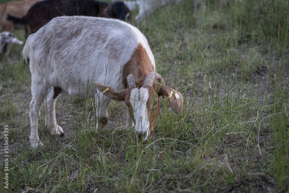Fototapeta premium Ziegen als Landschaftspfleger