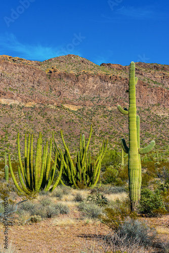 Organ pipe national park, Group of large cacti against a blue sky (Stenocereus thurberi) and Carnegiea gigantea, Arizona