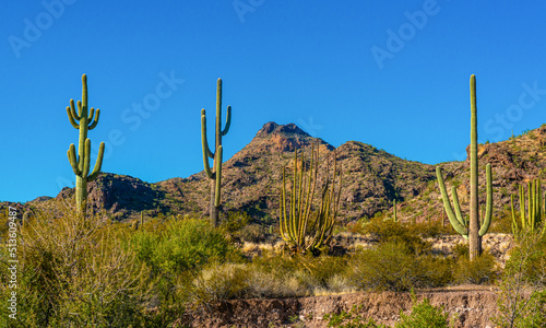 Desert landscape with cacti, in the foreground fruits with cactus seeds, Cylindropuntia sp. in a Organ Pipe Cactus National Monument, Arizona © Oleg Kovtun
