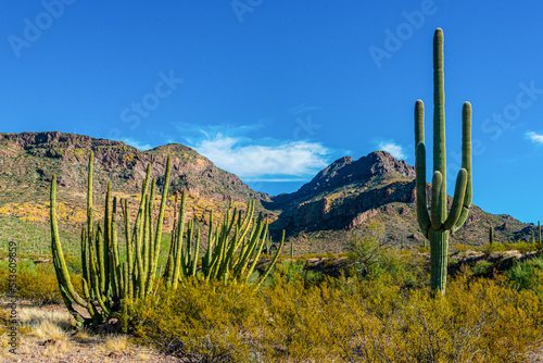 Organ pipe national park, Group of large cacti against a blue sky (Stenocereus thurberi) and Carnegiea gigantea