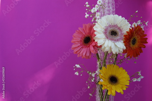pink gerber daisy