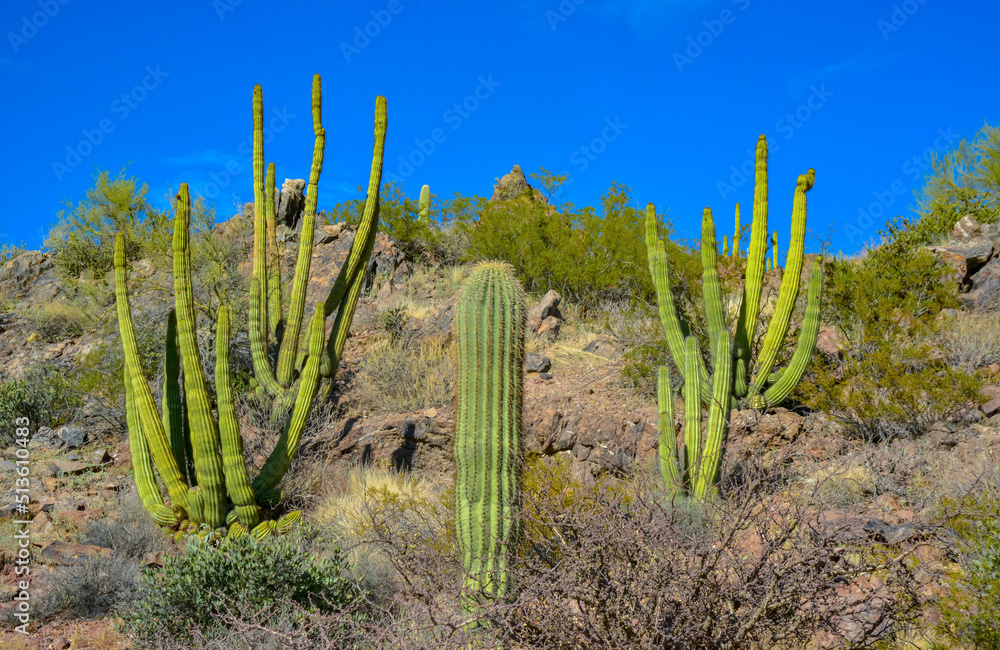 Young giant cactus plant Saguaro cactus (Carnegiea gigantea) against the blue sky in the desert of Arizona, USA Young giant cactus plant Saguaro cactus (Carnegiea gigantea) against the blue sky in the desert of Arizona, USA