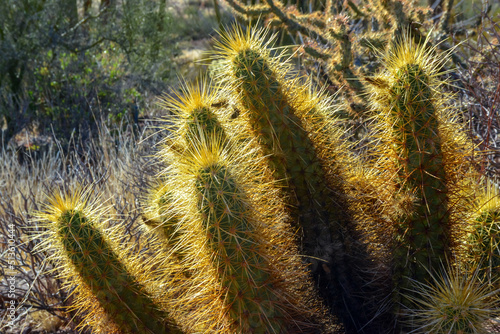 Nichol's hedgehog cactus, golden hedgehog cactus (Echinocereus nicholii), Desert landscape with cacti, Arizona, USA photo