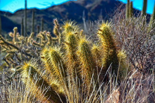 Nichol's hedgehog cactus, golden hedgehog cactus (Echinocereus nicholii), Desert landscape with cacti, Arizona, USA photo