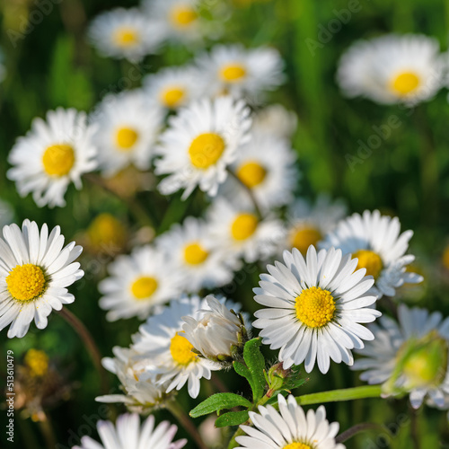 G  nsebl  mchen  Bellis perennis  in einer Nahaufnahme