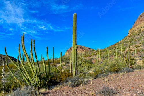 Organ pipe national park, Group of large cacti against a blue sky (Stenocereus thurberi) and Carnegiea gigantea, Arizona
