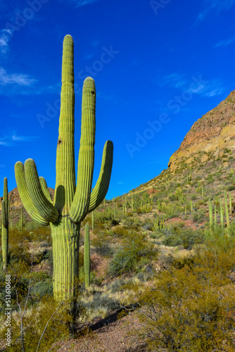 Giant cactus Saguaro cactus (Carnegiea gigantea), Arizona USA