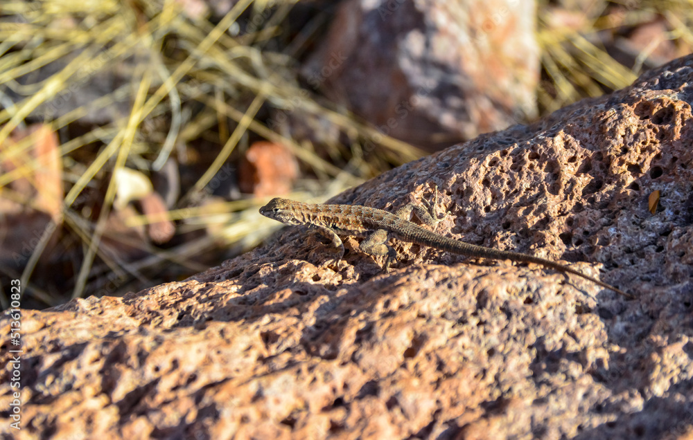 Desert lizard in bushes and cacti in Arizona Desert lizard in bushes and cacti in Arizona