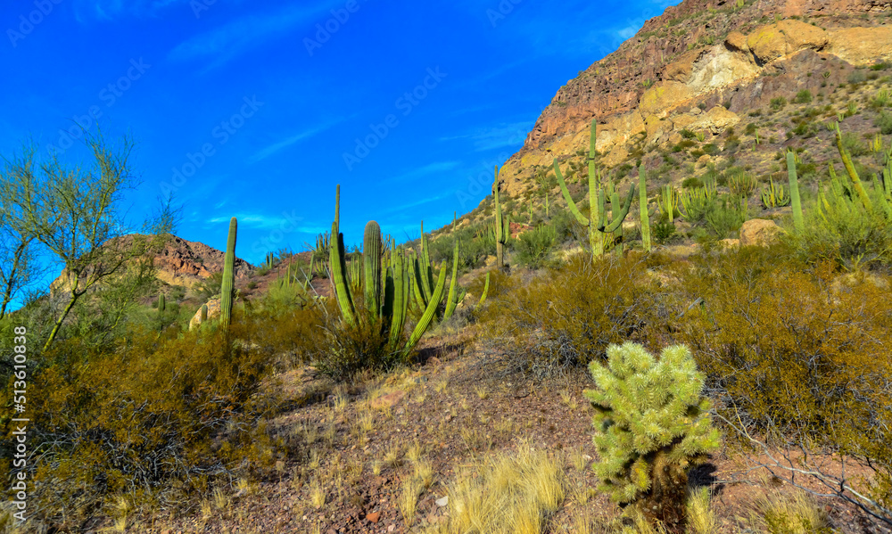 Desert landscape with cacti, in the foreground fruits with cactus seeds, Cylindropuntia sp. in a Organ Pipe Cactus National Monument, Arizona