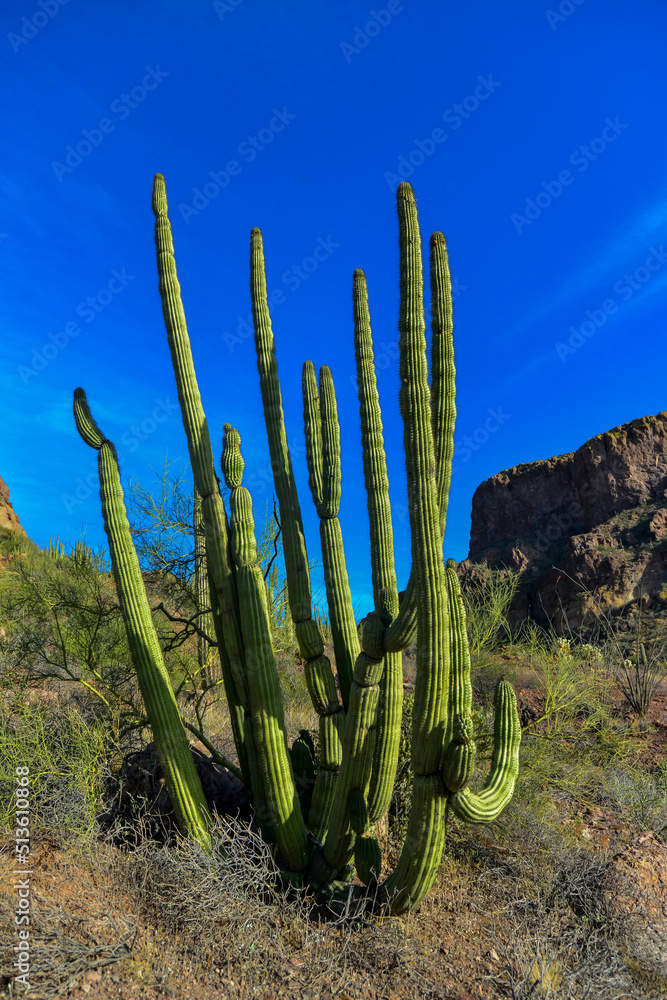 Group of large cacti against a blue sky (Stenocereus thurberi) and Carnegiea gigantea. Organ pipe national park, Arizona