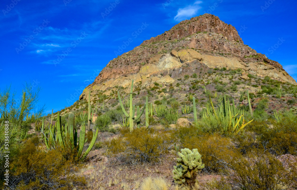 Desert landscape with cacti, Cylindropuntia sp. in a Organ Pipe Cactus National Monument, Arizona Desert landscape with cacti, Cylindropuntia sp. in a Organ Pipe Cactus National Monument, Arizona