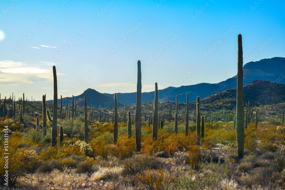 Obraz premium Arizona desert landscape, giant cacti Saguaro cactus (Carnegiea gigantea) against the blue sky, USA