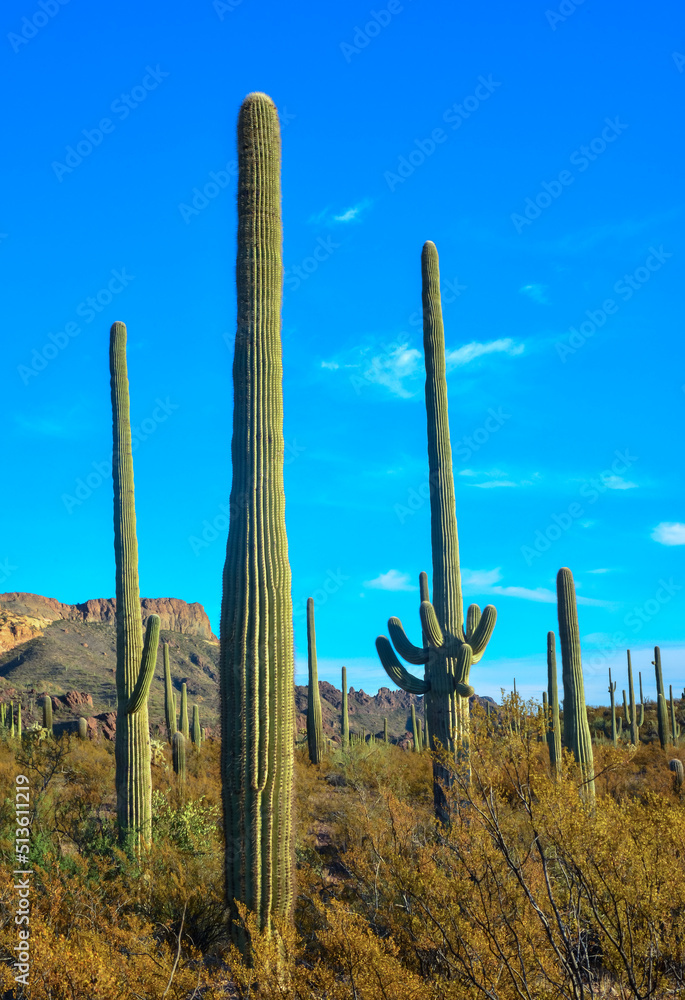 Arizona desert landscape, giant cacti Saguaro cactus (Carnegiea gigantea) against the blue sky, USA